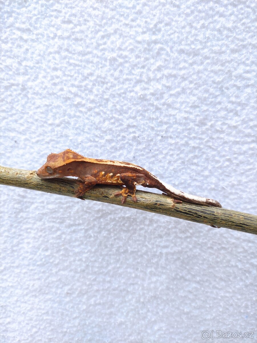 pagekon řasnatý, terárium - 8