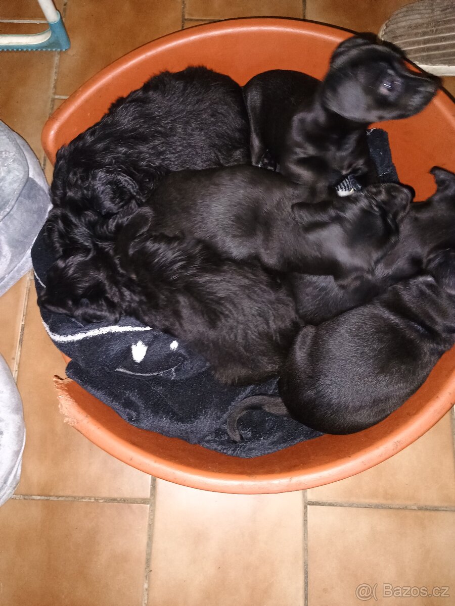 Štěňata - 8