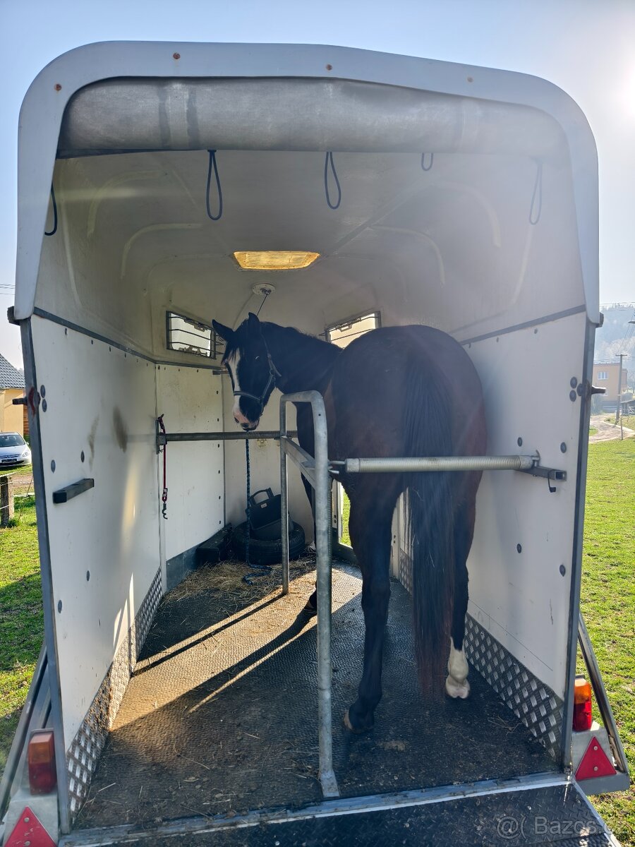 Černý Quarter horse - 8