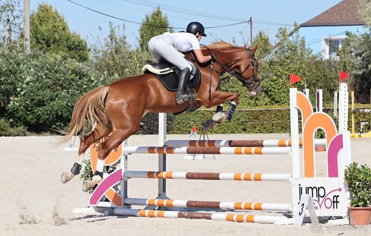 Prodám sedmiletou klisnu ČT do vyššího sportu - 8