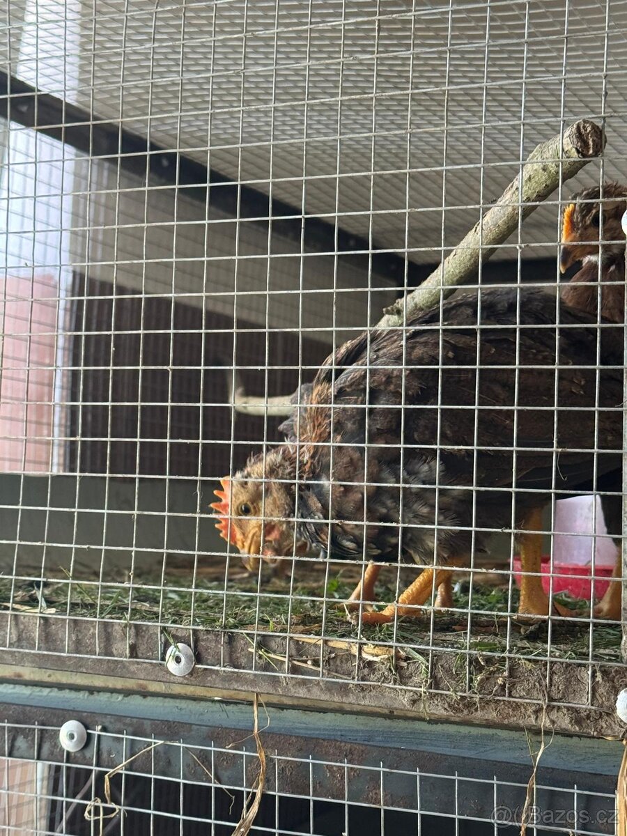 Vlaška koroptví - násadová vejce - 8