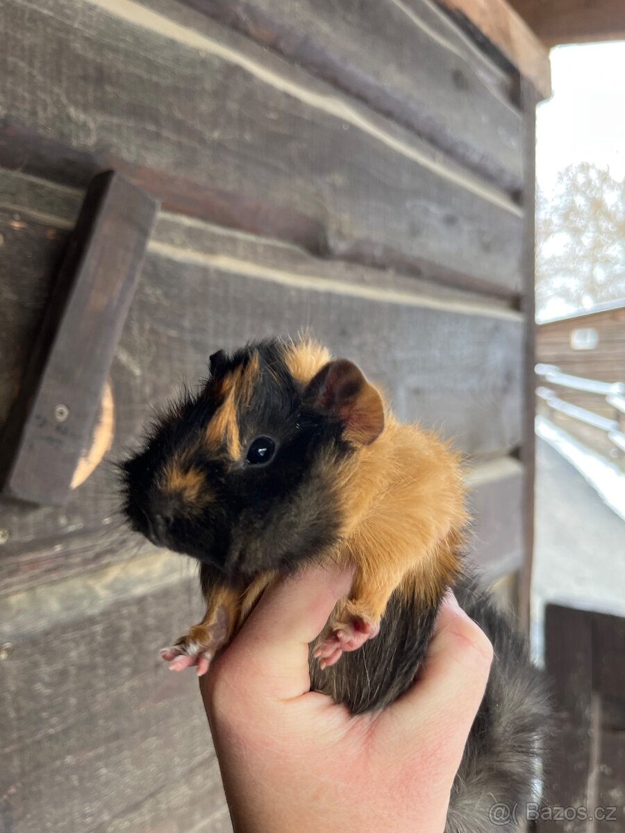 Morčata Ostrava 200,- - 8