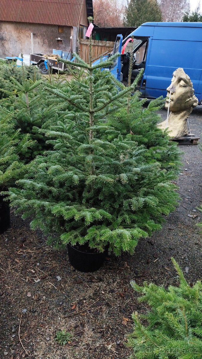 Vánoční stromky - 8