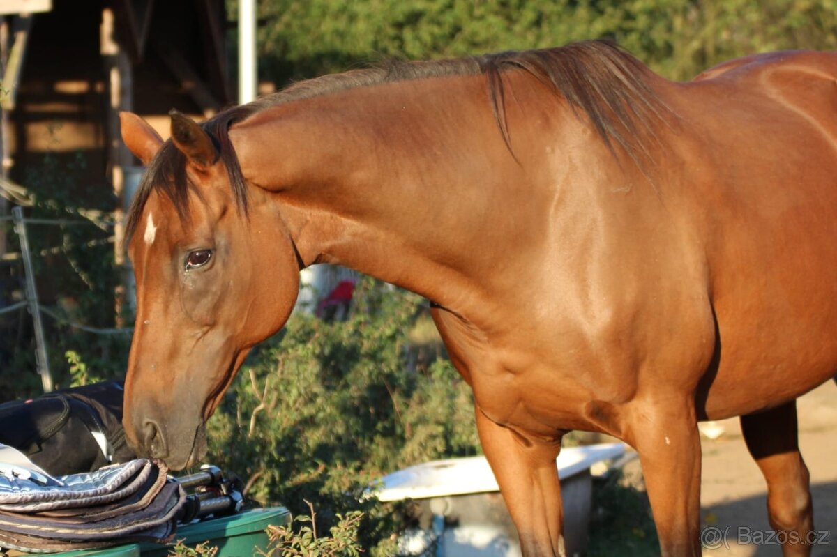 Plnokrevná kobyla - jemná a milá parťačka - 8