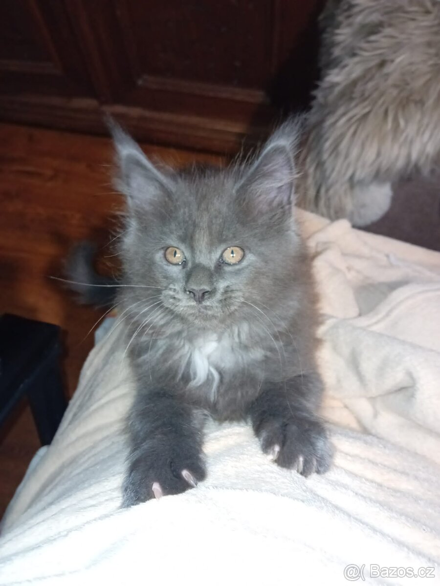 Krytí Mainská mývalí - 8