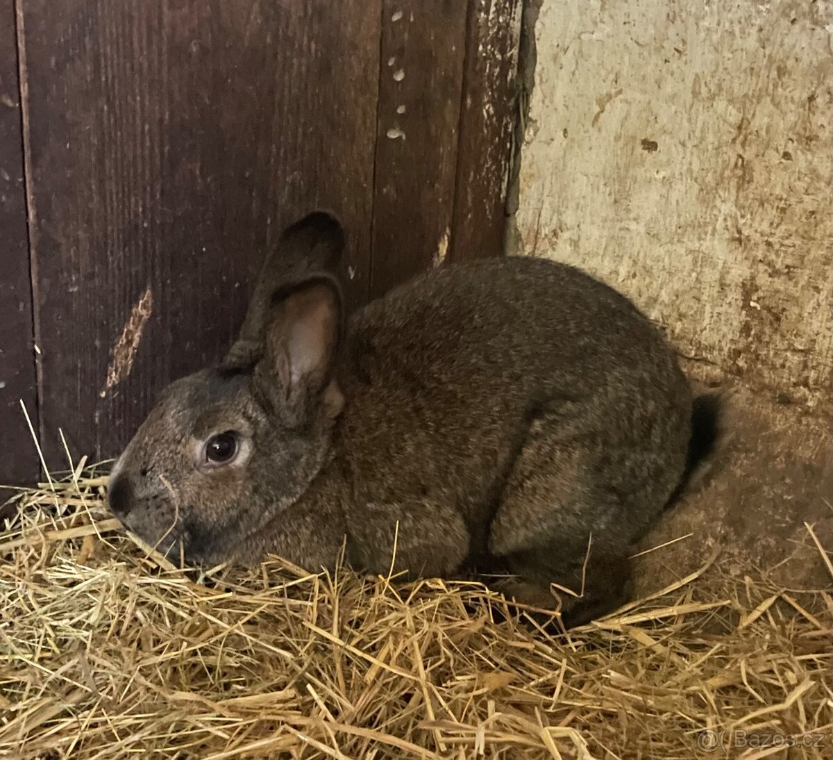 Králíci - 8