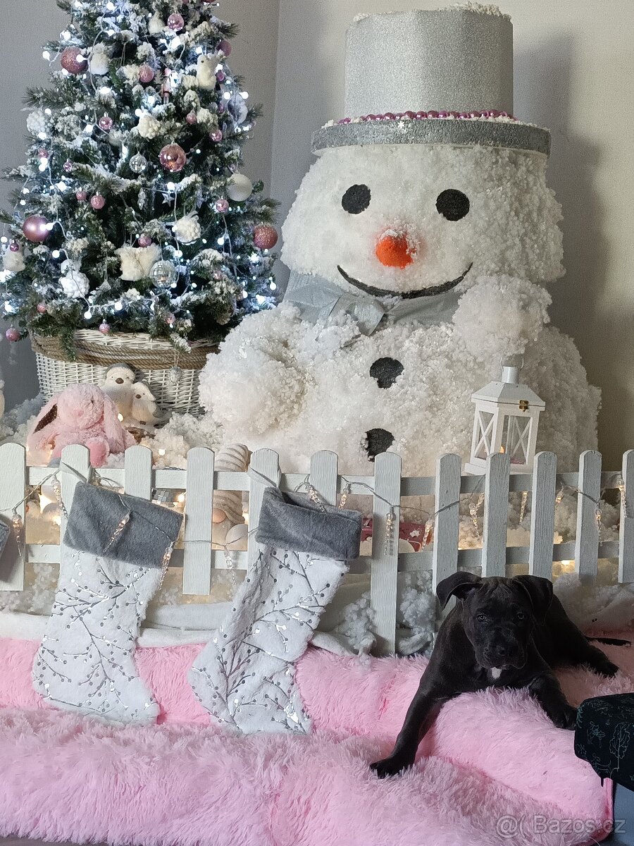 Štěňátko Americký stafordšírský teriér - 8