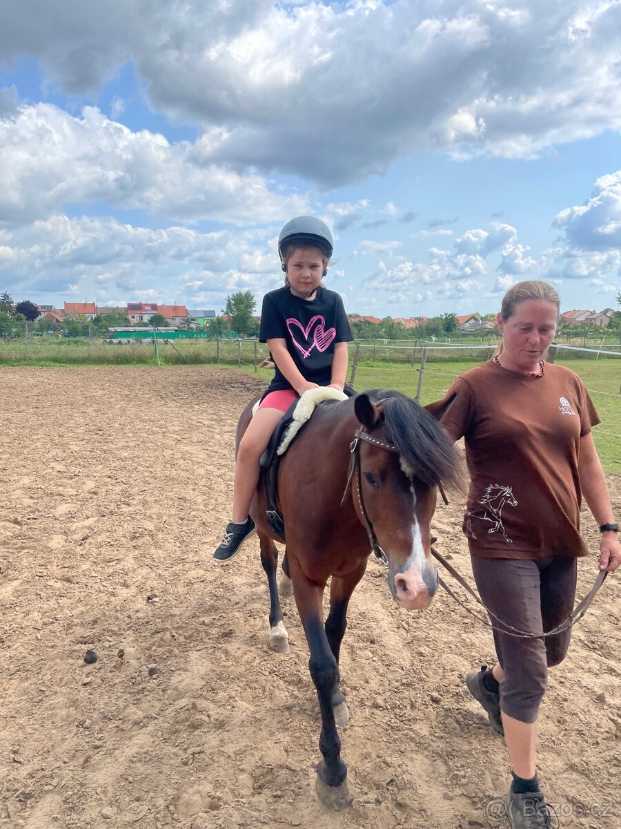 Pony valach Valentýn 2015 - 8