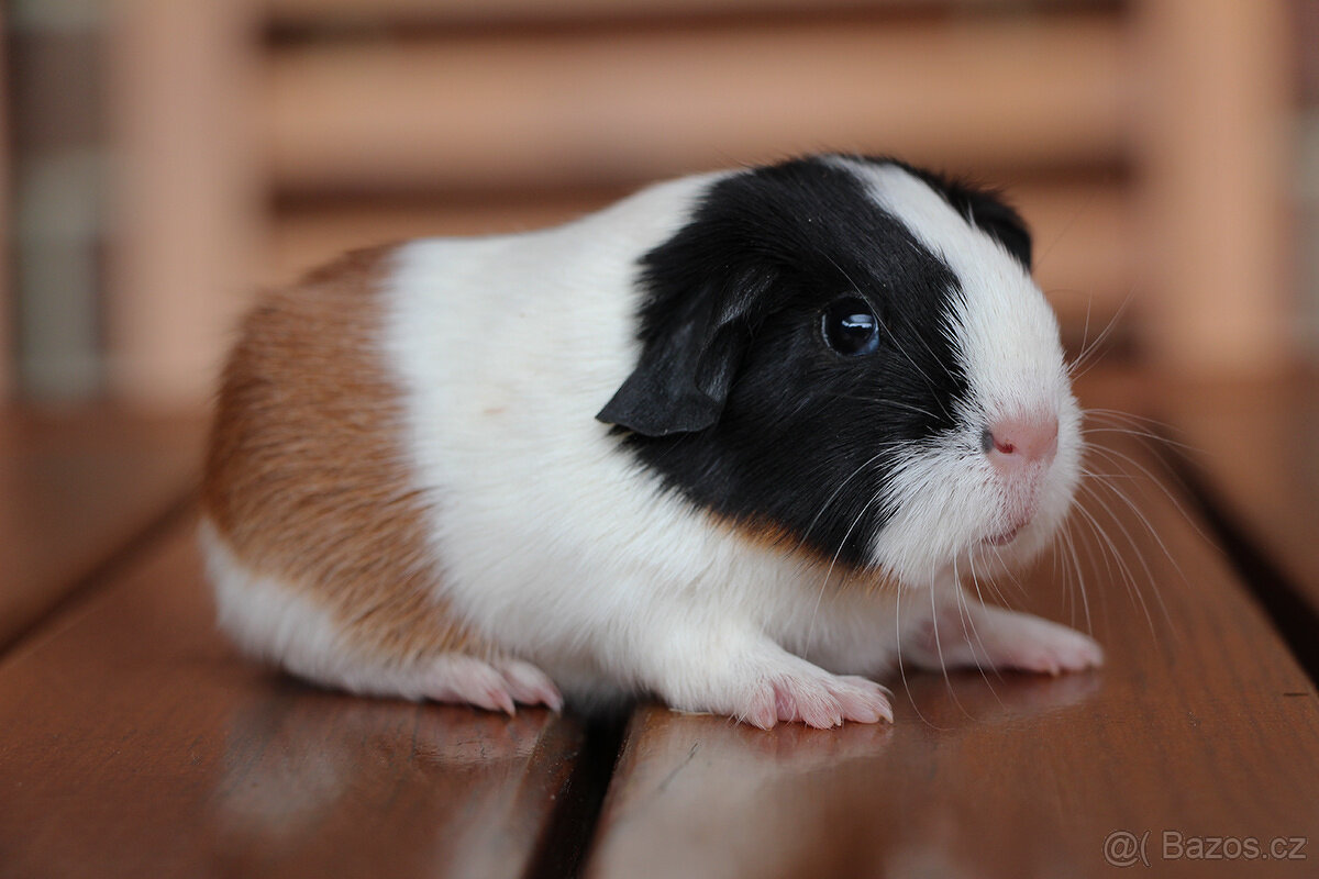 Morčátka - samečci k odběru před Vánoci - 8