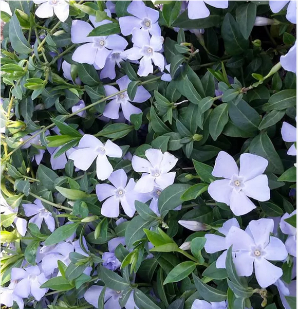 TRVALKY - mladé rostlinky - 8