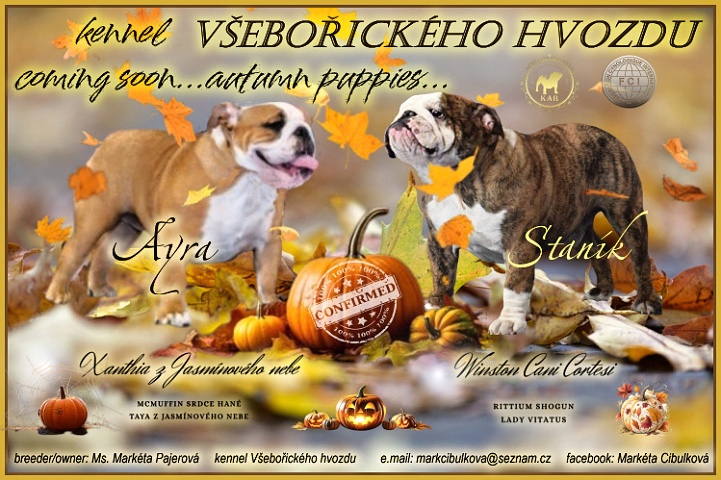 Anglický buldok s PP, volná fenka - 8