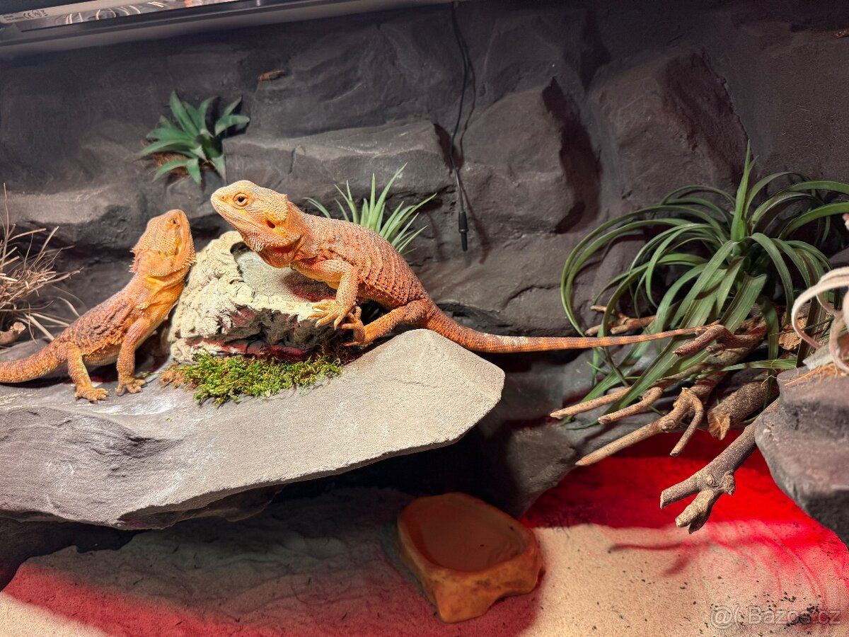 Agama vousatá dvě samičky k prodeji - 8