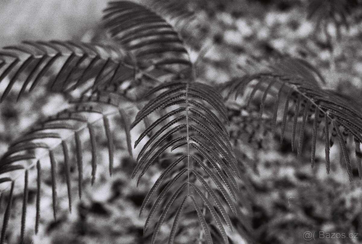 Canon Av-1 - (50mm f1:1,8) - 8