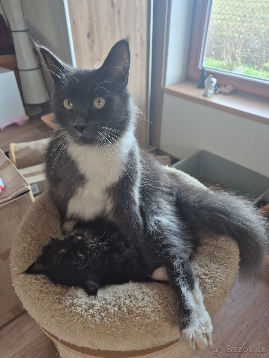 Mainská mývalí koťátka bez PP - 8