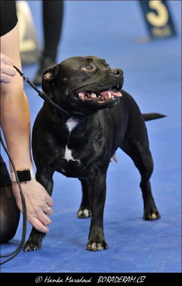 Stafordšírský bulteriér s PP - 8