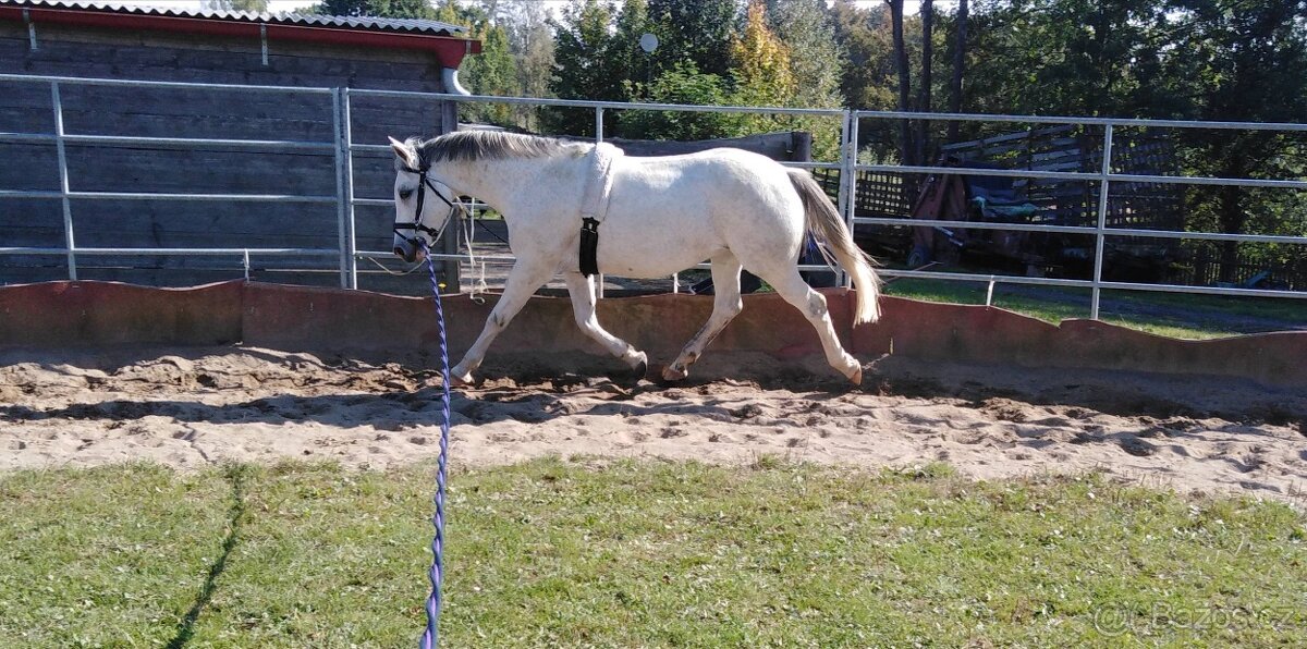 PONY TYP B NA PRODEJ - 8