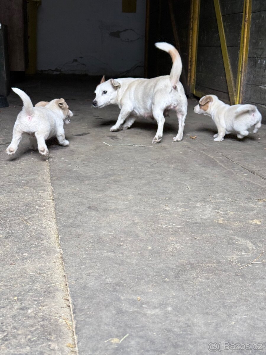 Jack russell teriér - 8
