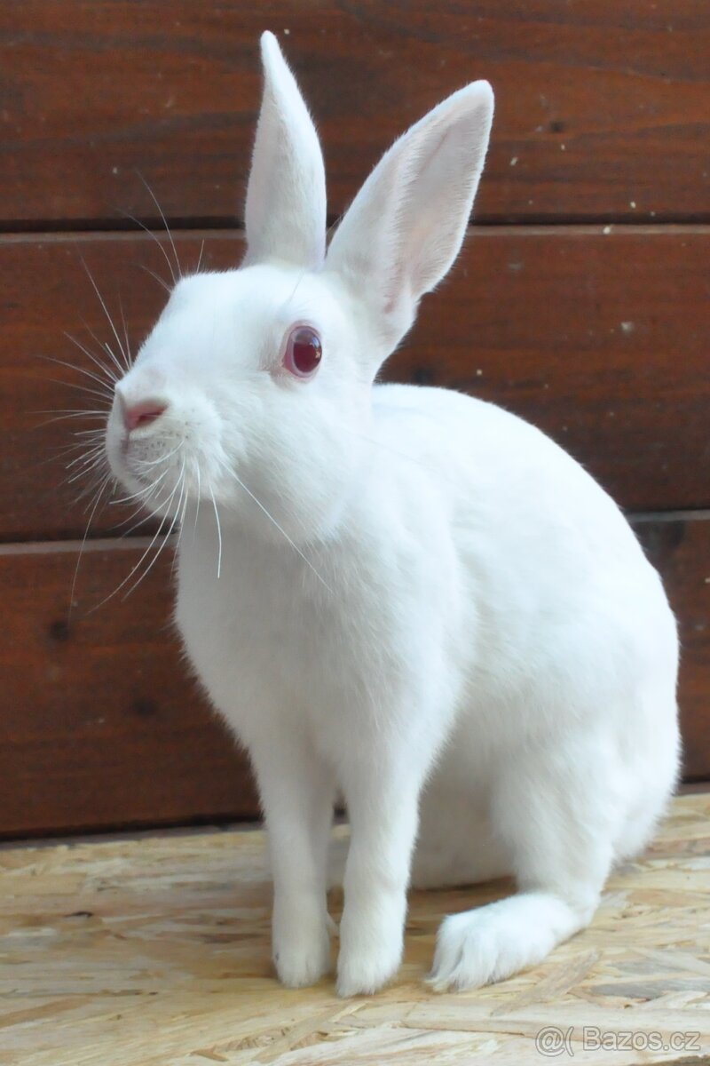 ZAKRSLÍ I VELCÍ KRÁLÍCI Dobříš - 8