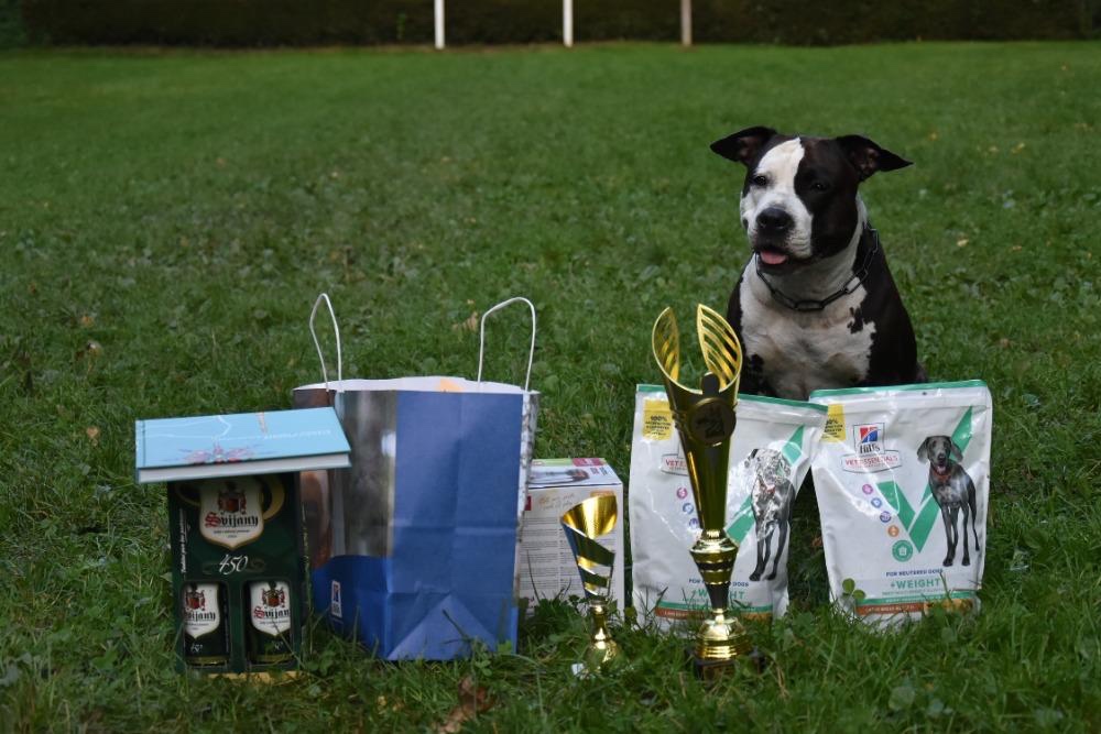 Americký stafordširský teriér s PP - 8