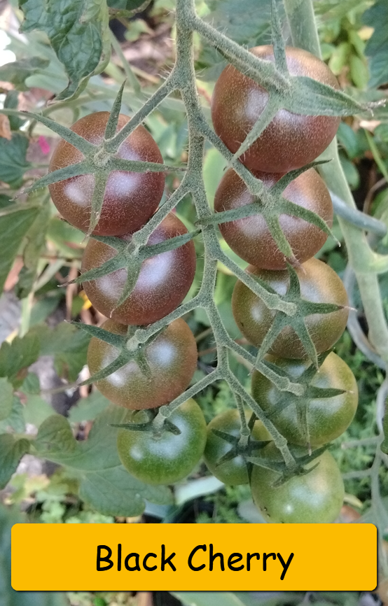 Semínka rajčata tyčkové - různé druhy - 8