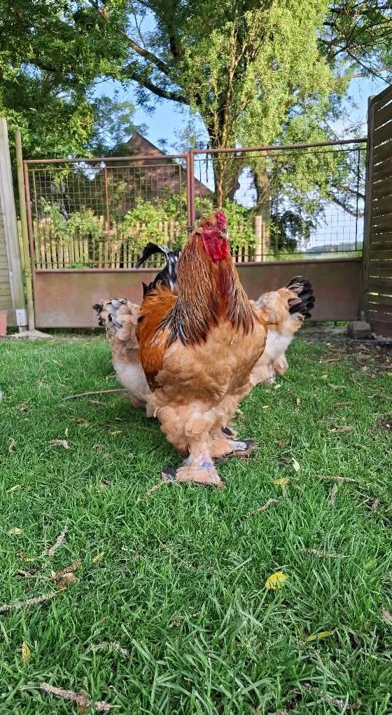 Brahmánka velká - 8