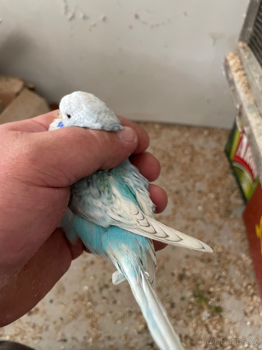 Andulka- Mláďata na ochočení - 8