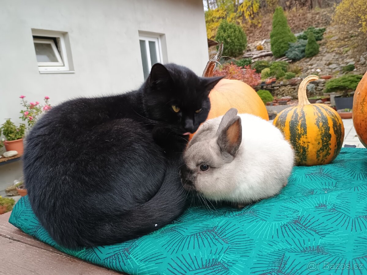 Zakrslý siamský žlutý s PP Medvídek - 8