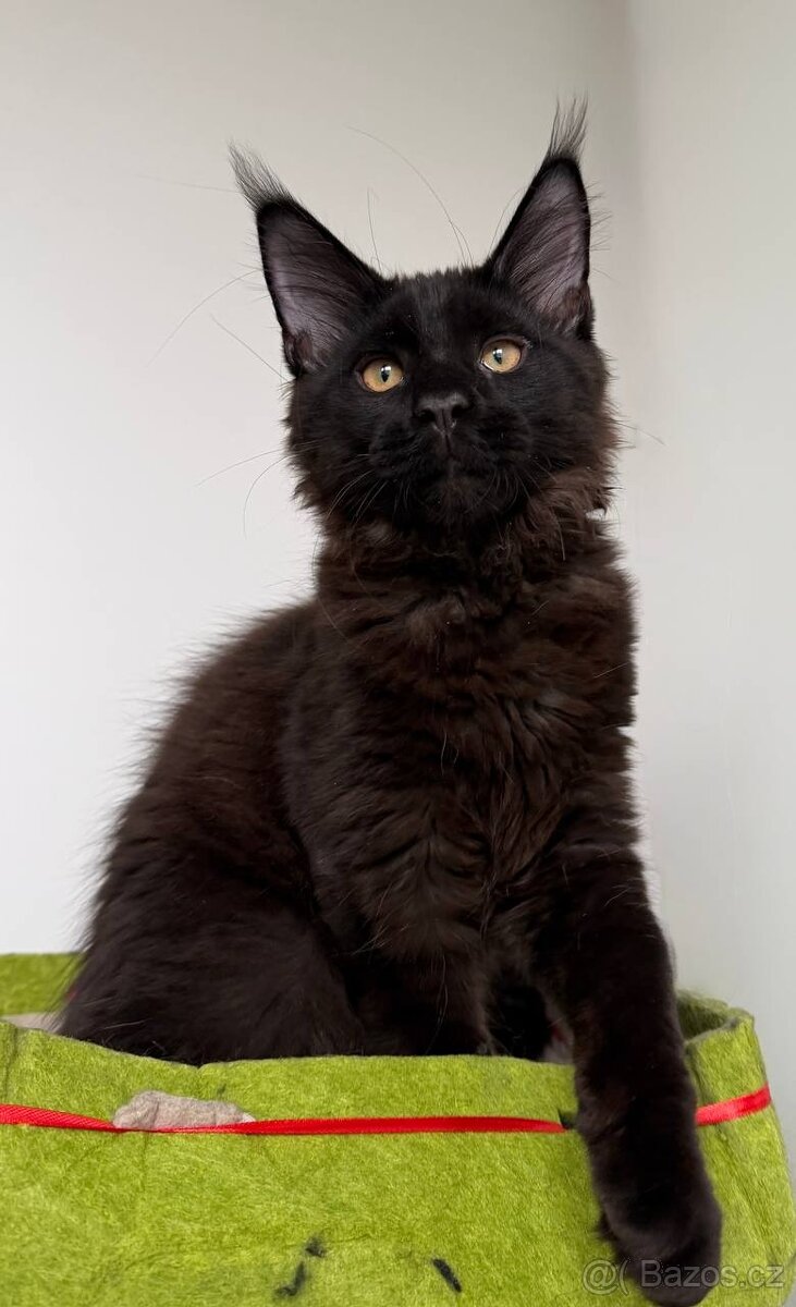 Mainská mývalí koťátka s PP - 8