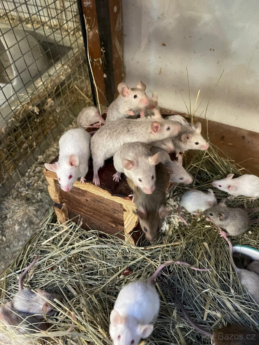 Myši laboratorní - 8