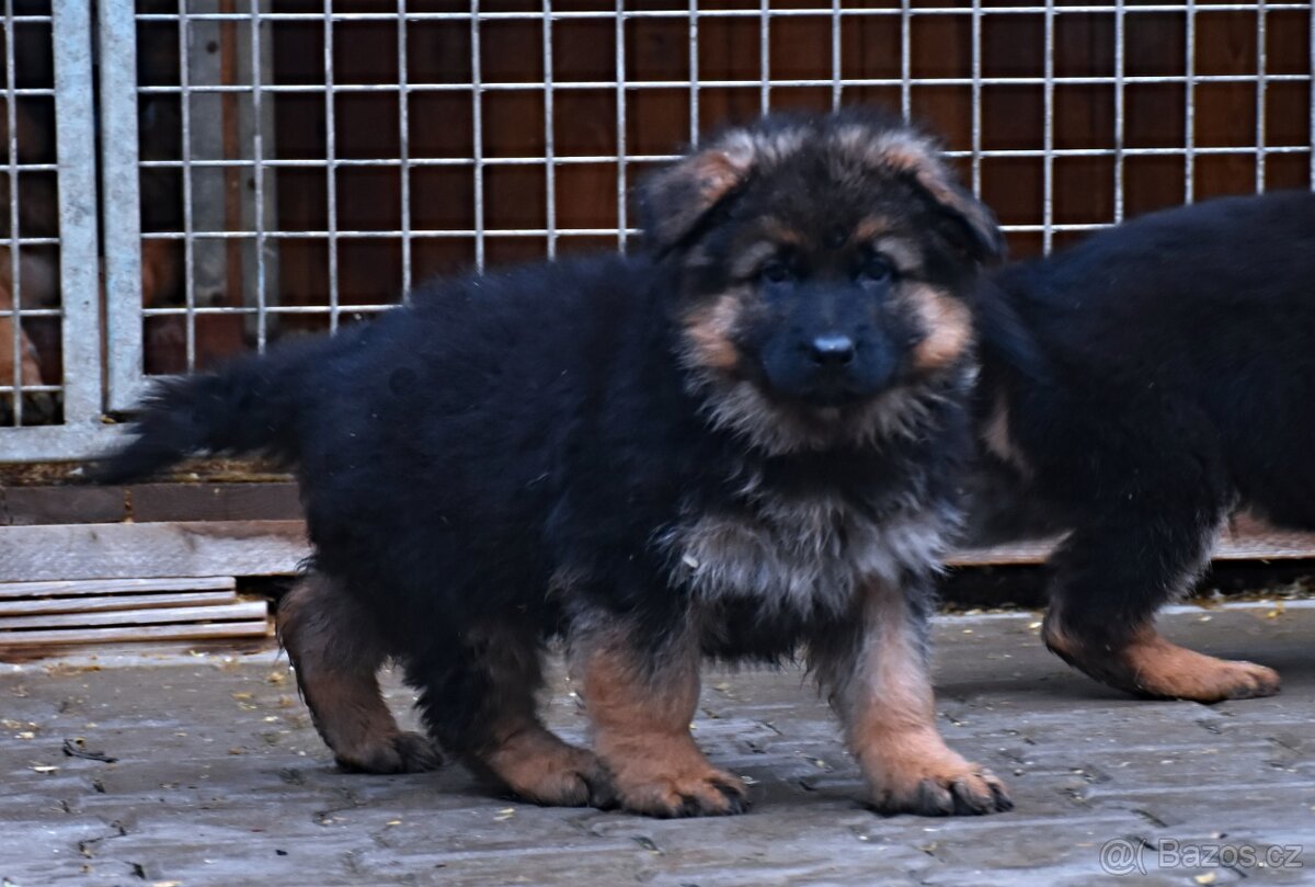 Německý Ovčák - štěňata - 8