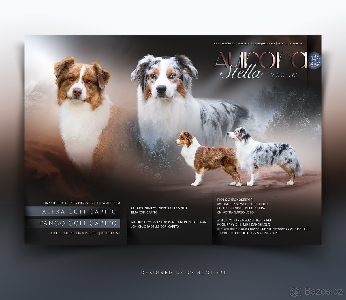 Prodám štěňata australského ovčáka s PP - 8