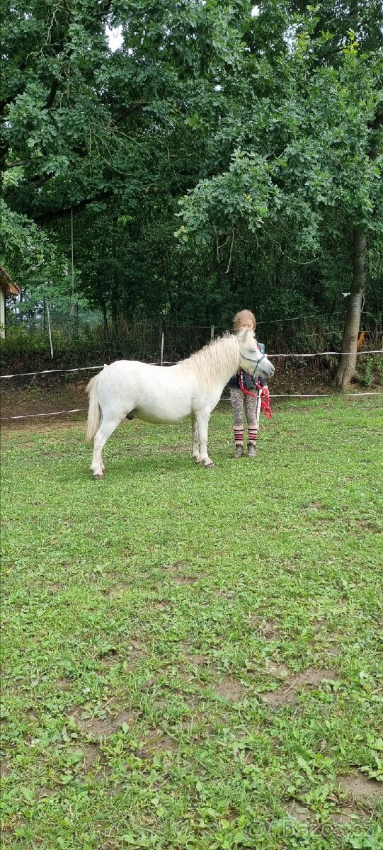 3 lety valach minihorse - 8