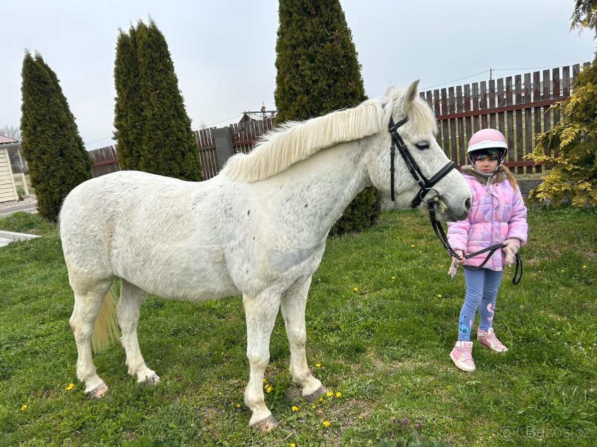 Pony, Cipísekek, 10 let 135cm ❤️🐎 - 8