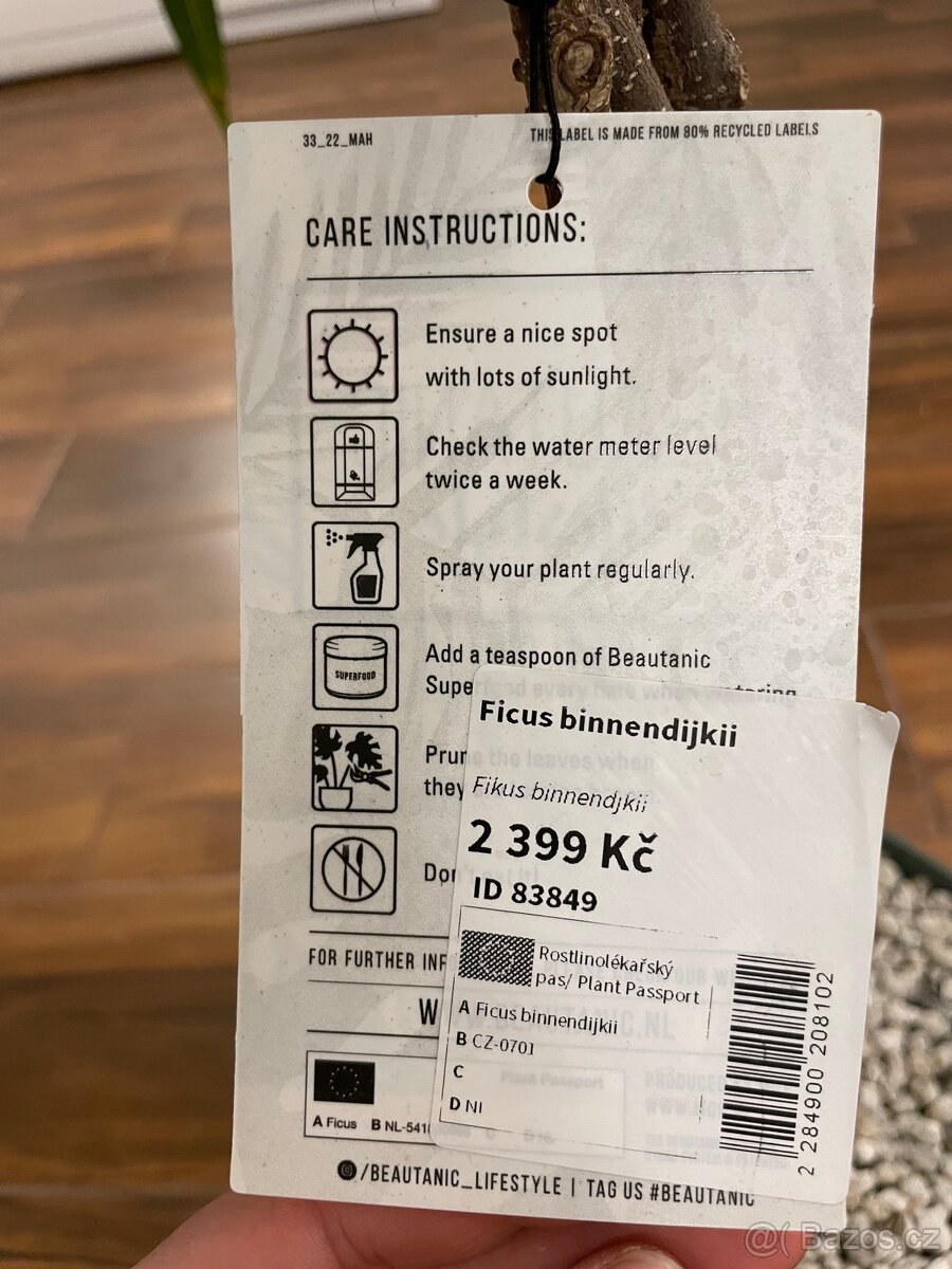 Ficus Mahori(Hydroponia) - 8