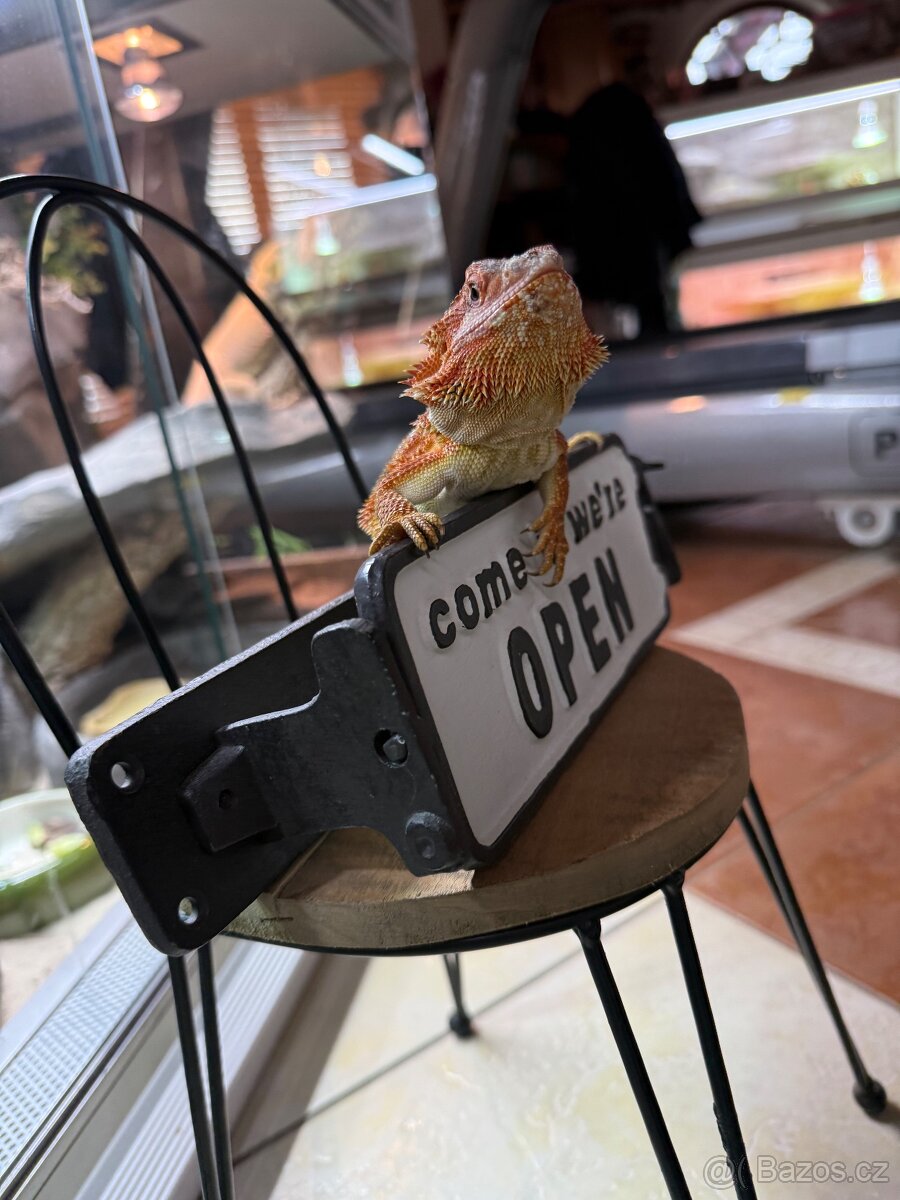Samička agama vousatá k prodeji - 8