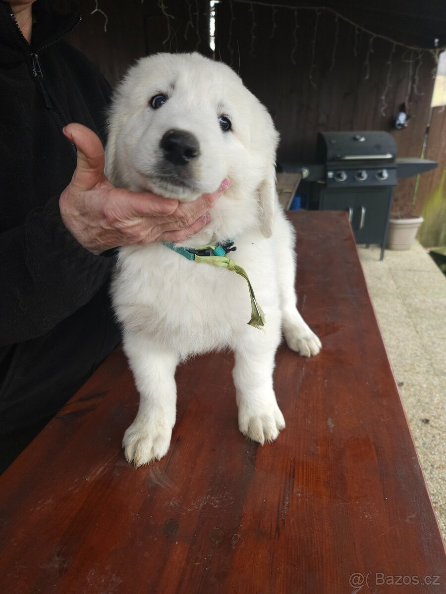 Slovenský čuvač - 8