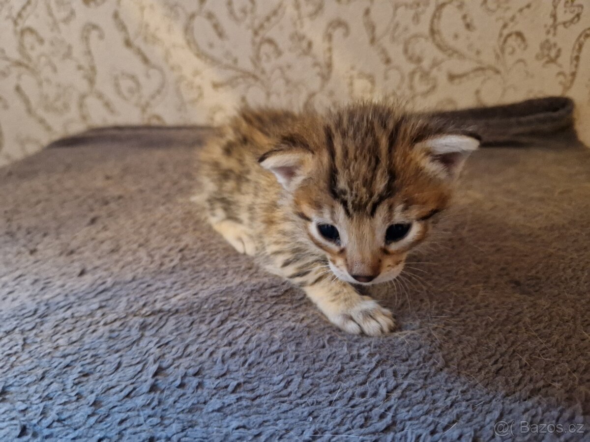 Savannah kotatka F5 - 8