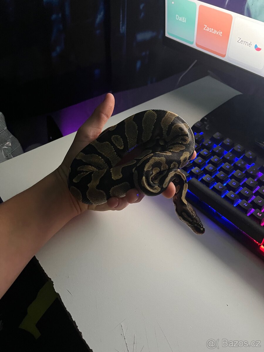 Krajta královská - 8