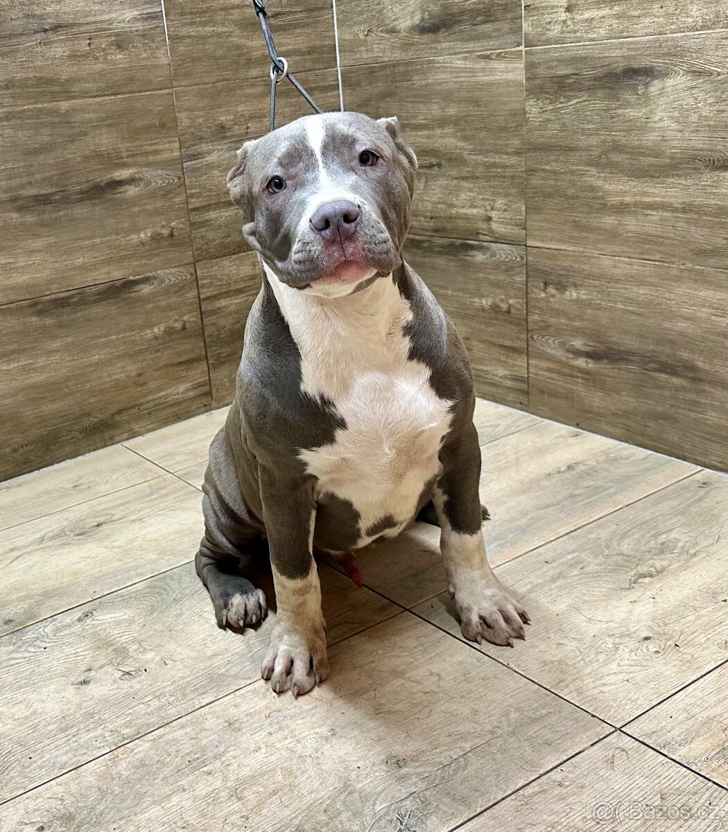 American bully XL - 8