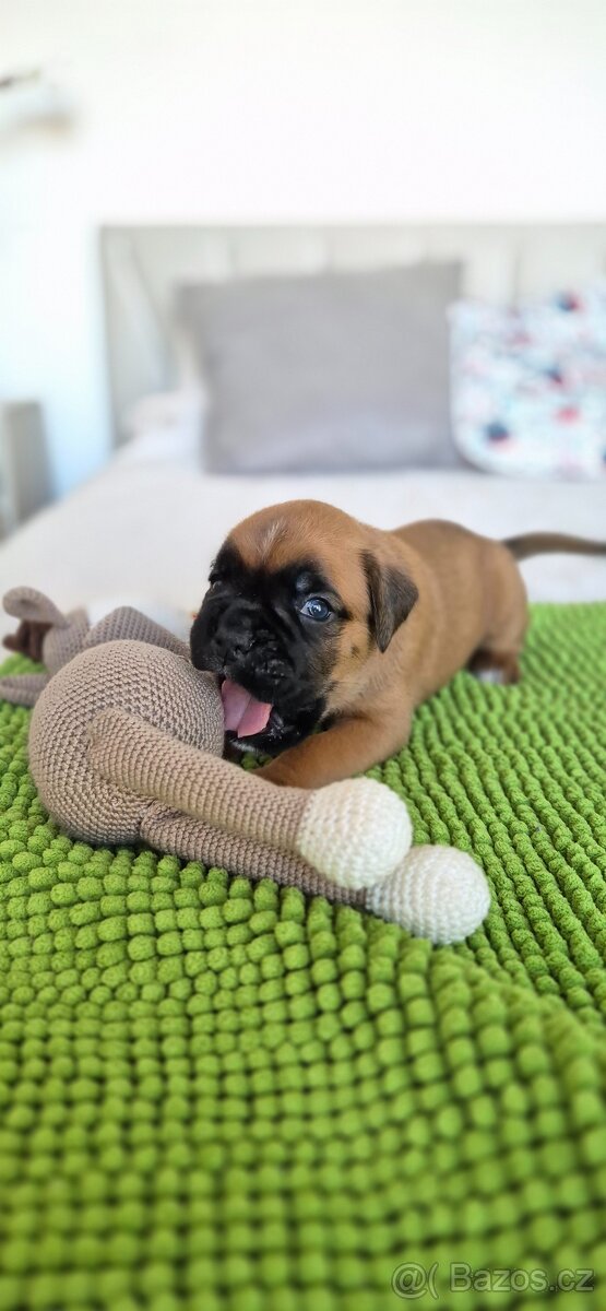 NĚMECKÝ BOXER ŠTĚŇATA narozená 31.10.2025 - 8