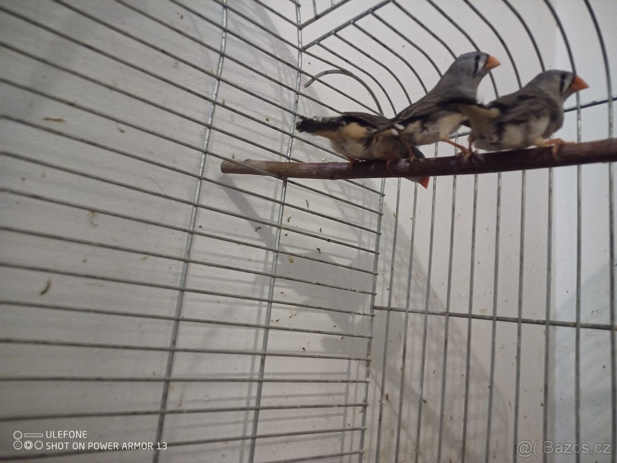 Zebricky, ryzovniky, krepelky. - 8