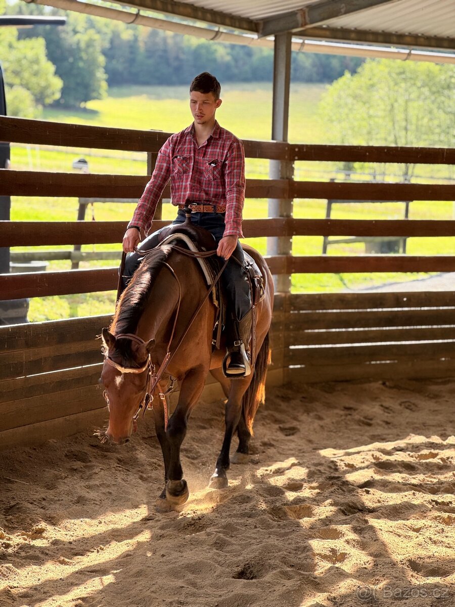 Valach quarter horse - 8