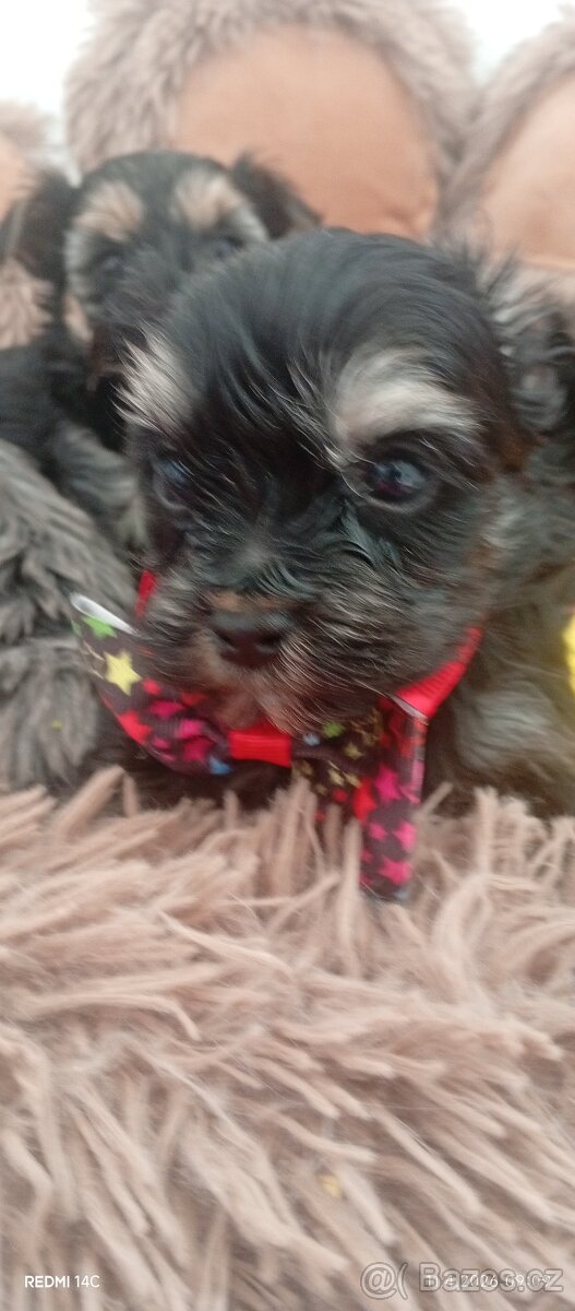 Jorkšírský teriér - 8