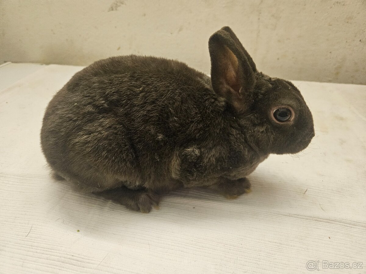 Zakrslý králíček - 8