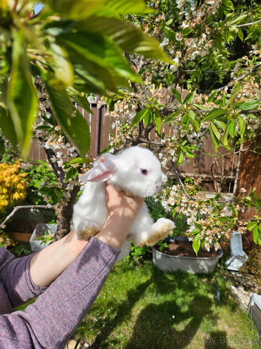 Zakrslý králík - 8