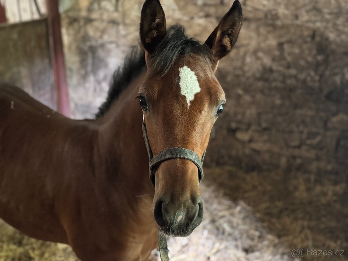 Klisnička s 75% arabské krve - 8