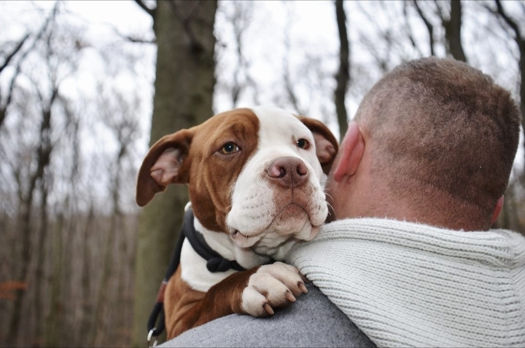American bully - ch.s. Family Muscle Bullies - 8