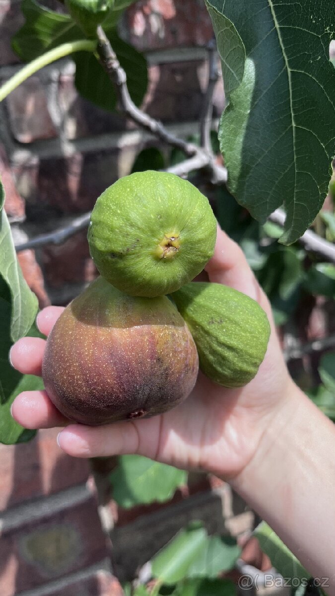 Mrazuvzdorné Fíkovníky - 8