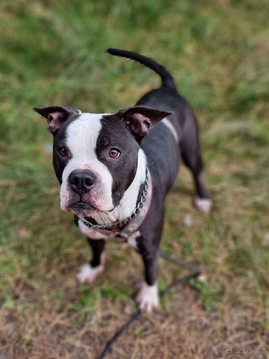 LUCKY K ADOPCI - jemný, přátelský mazel - 8