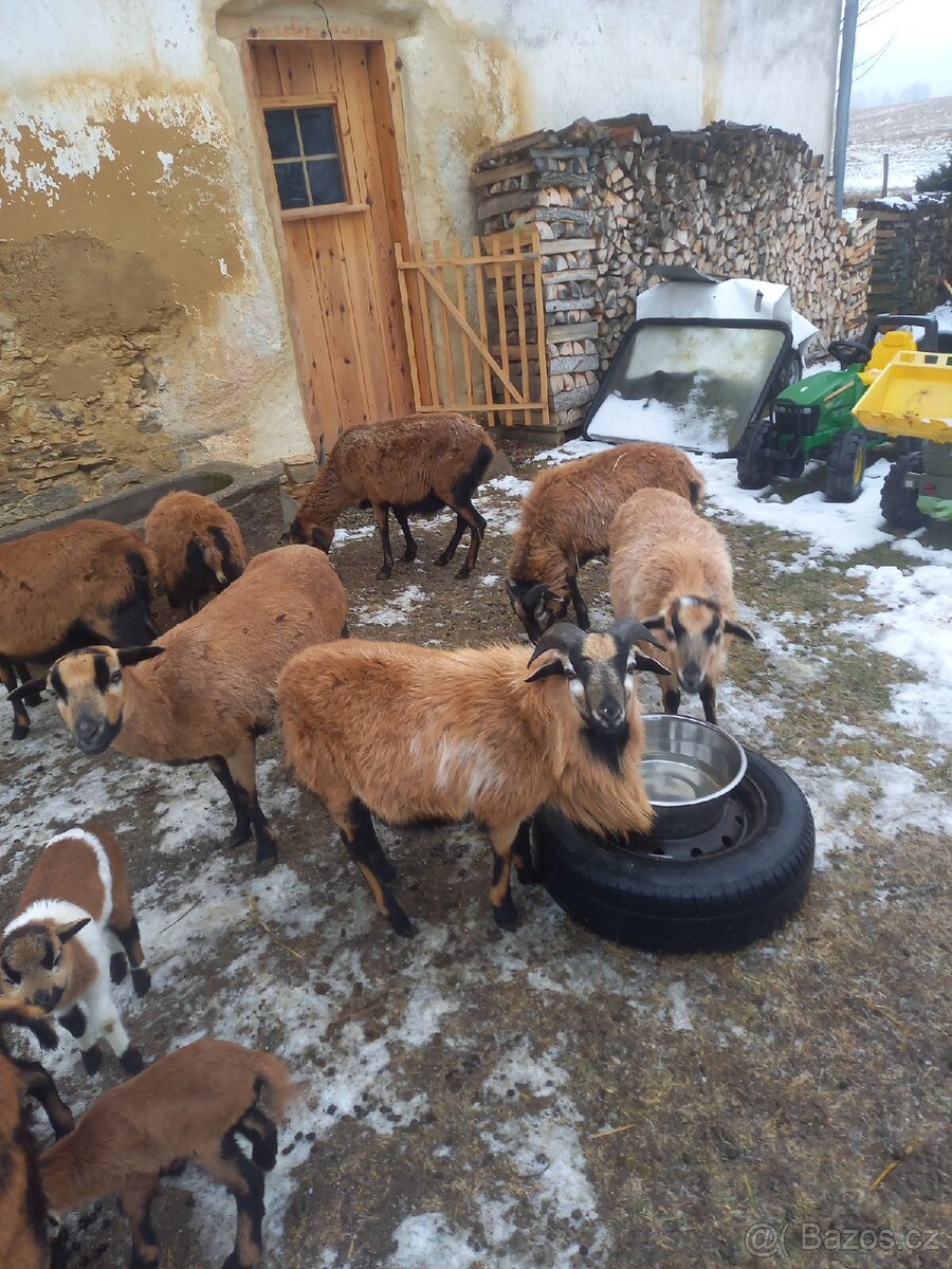 Kamerunské ovce - 8